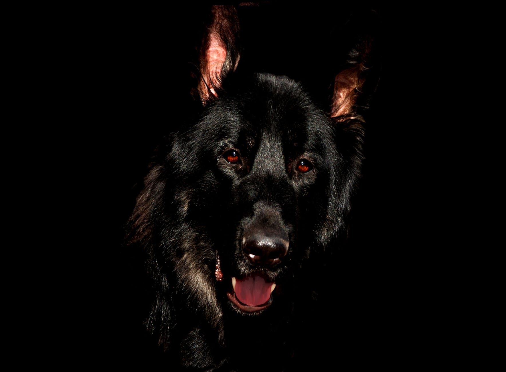Black Shuck, lurking